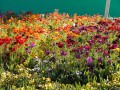 0929-1630 Floriade (1050030)